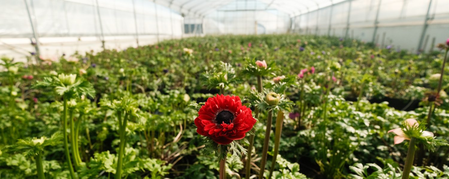 25. & 26. April Tag der offenen Gärtnerei